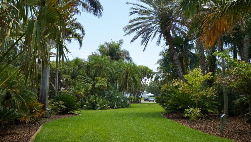 Palm and Cycad Arboretum , United States